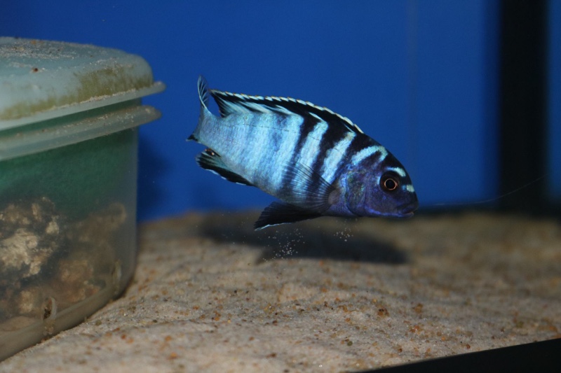 Chindongo minutus 'Lion's Cove'